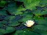 Lilypads.jpg (2617 bytes)