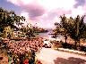 Palms_02.jpg (3581 bytes)