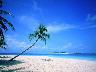 Palms_07.jpg (2285 bytes)