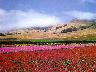 Wildflowers_01.jpg (2854 bytes)