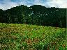 Wildflowers_04.jpg (3177 bytes)