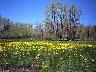 bloom(1)2.jpg (3167 bytes)