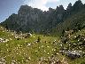 sheep.jpg (3135 bytes)