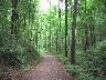 woods.jpg (3238 bytes)