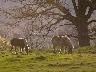 2BelgianHorses2-GreatManes.jpg (2714 bytes)