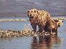 Bears_09.jpg (2501 bytes)
