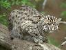 Bobcats_04.jpg (2775 bytes)