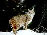 Bobcats_05.jpg (3732 bytes)