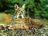 Bobcats_08.jpg (3098 bytes)