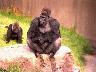animk9.jpg (3172 bytes)