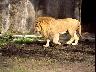 Arabian_DappleGrayHorse03-Runs-Cliff.jpg (2908 bytes)