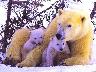 bear07.jpg (3013 bytes)