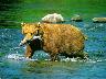 Bears_03.jpg (2644 bytes)